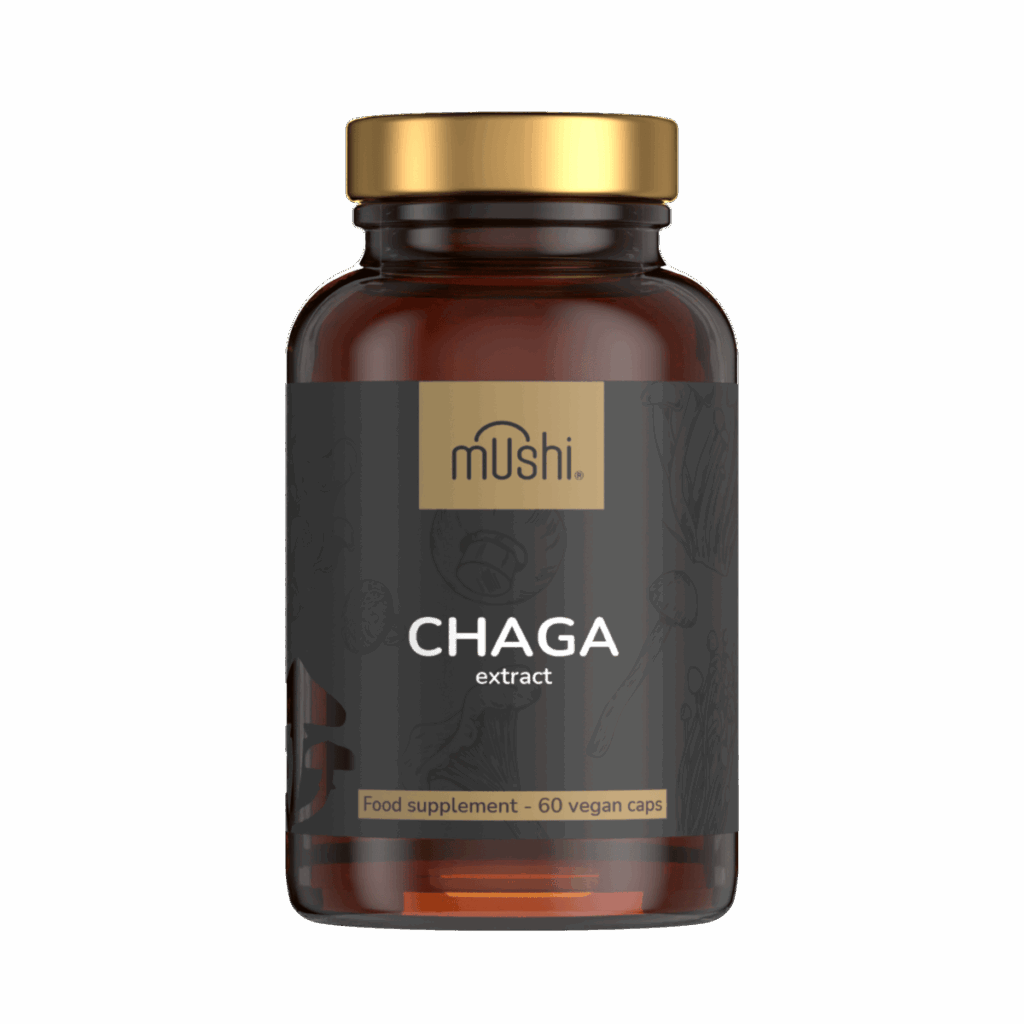 chaga gyógygomba