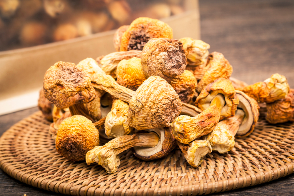 Mandulagomba kivonat (Agaricus Blazei Murill)