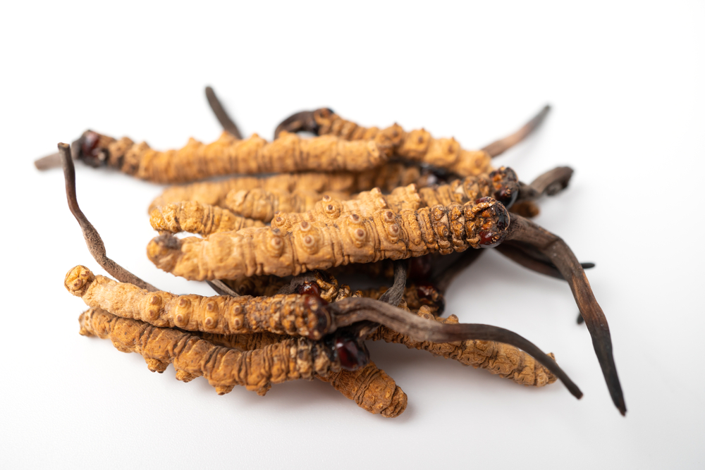 Kínai hernyógomba kivonat (Cordyceps sinensis)