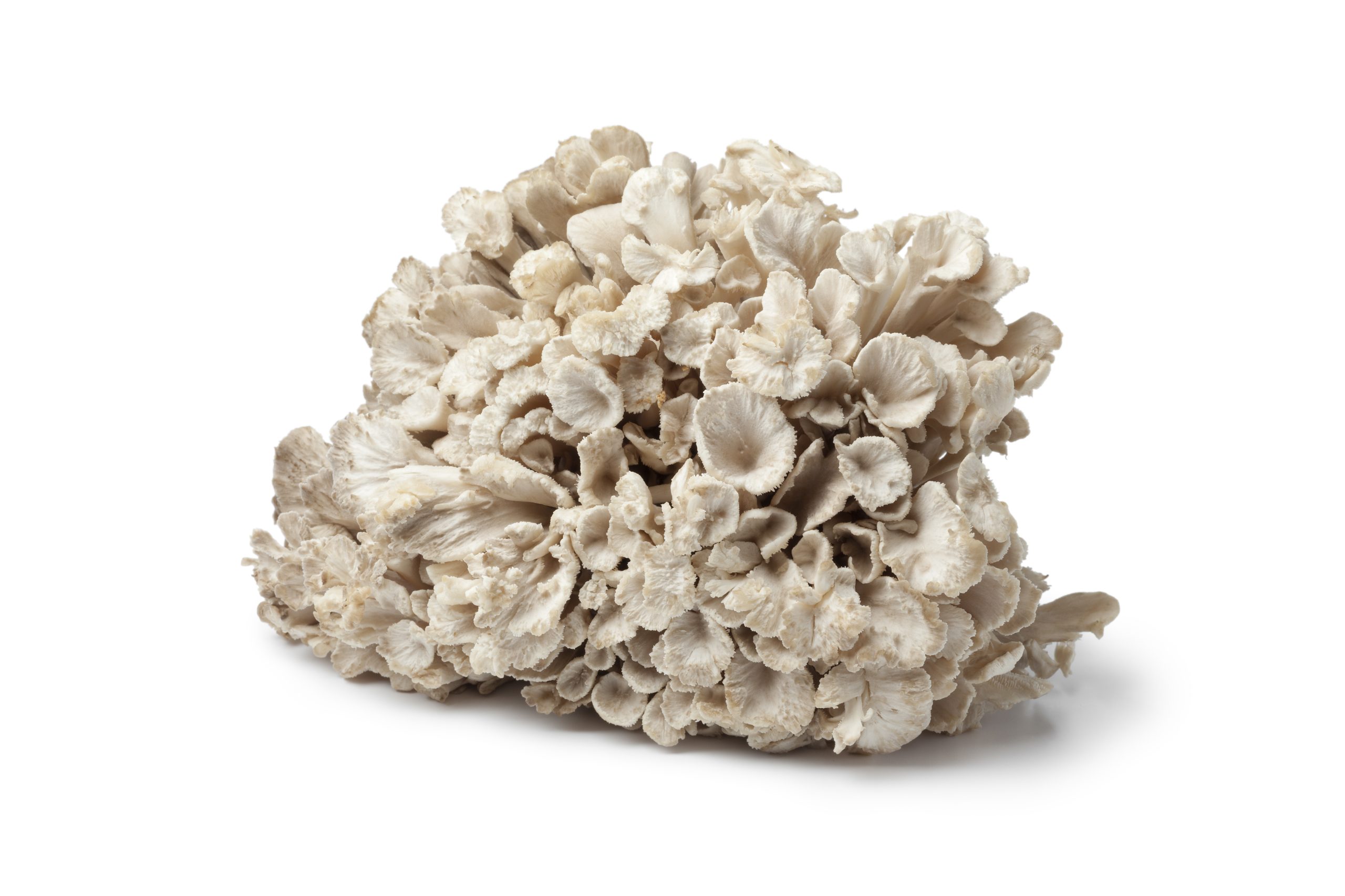 Gyógygombák, maitake