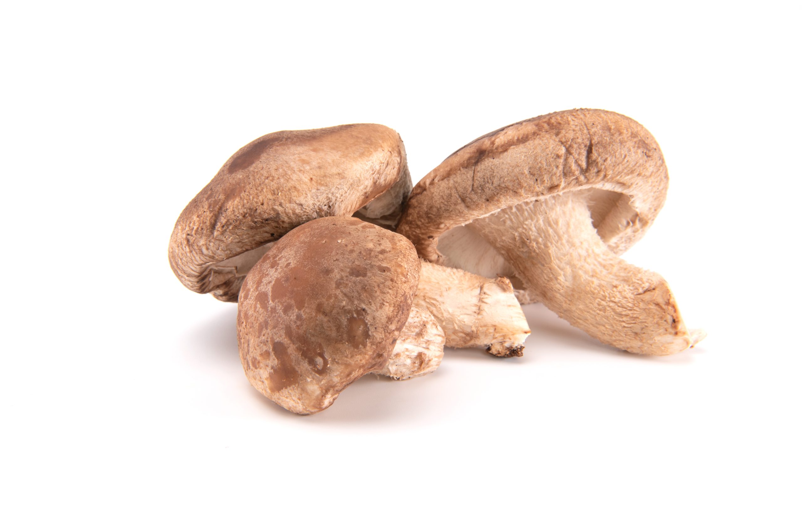 Shiitake gyógygomba