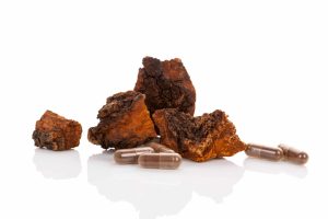 Chaga: a gyógygombák királya