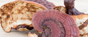 A ganoderma egészségügyi előnyei