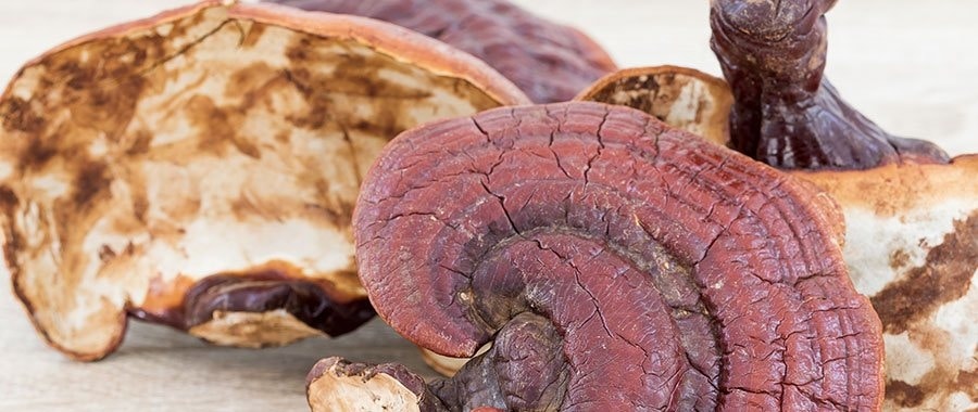 A ganoderma egészségügyi előnyei