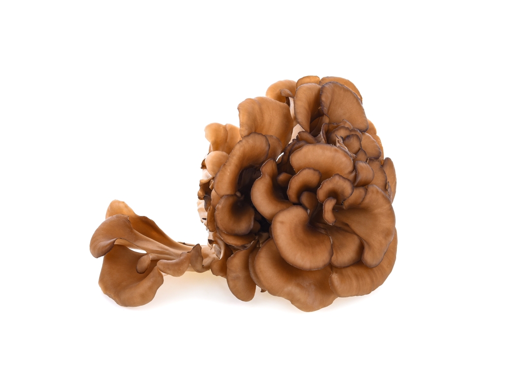 Bokrosgomba - Maitake gyógygomba