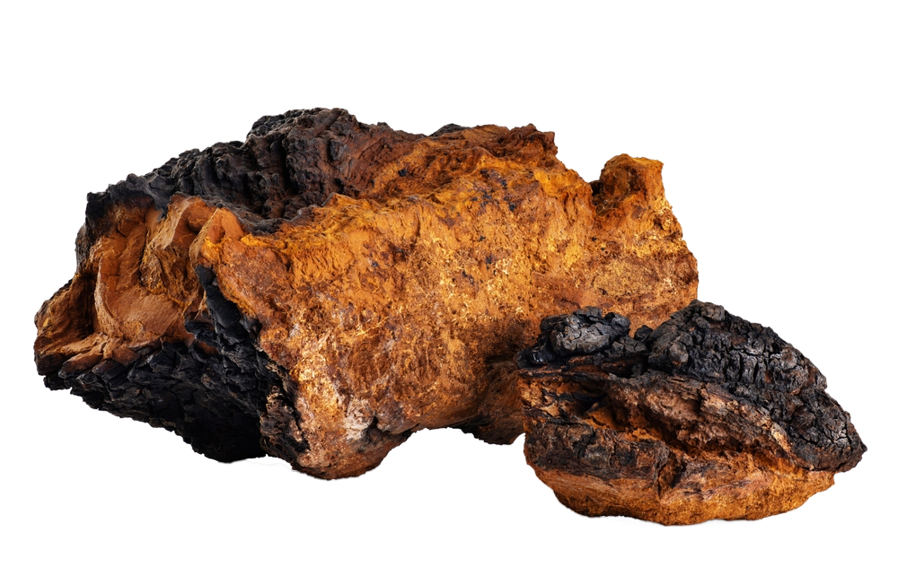 Chaga gyógygomba