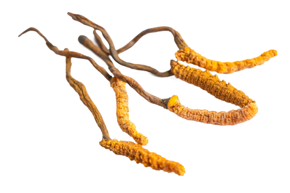 Cordyceps_Hernyógomba