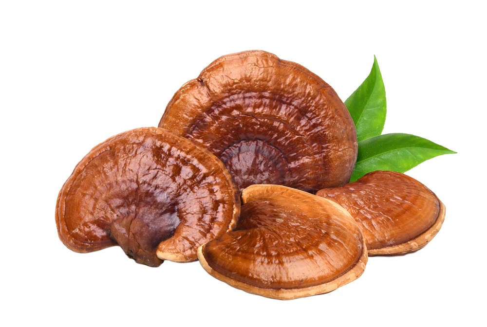 Ganoderma gyógygomba