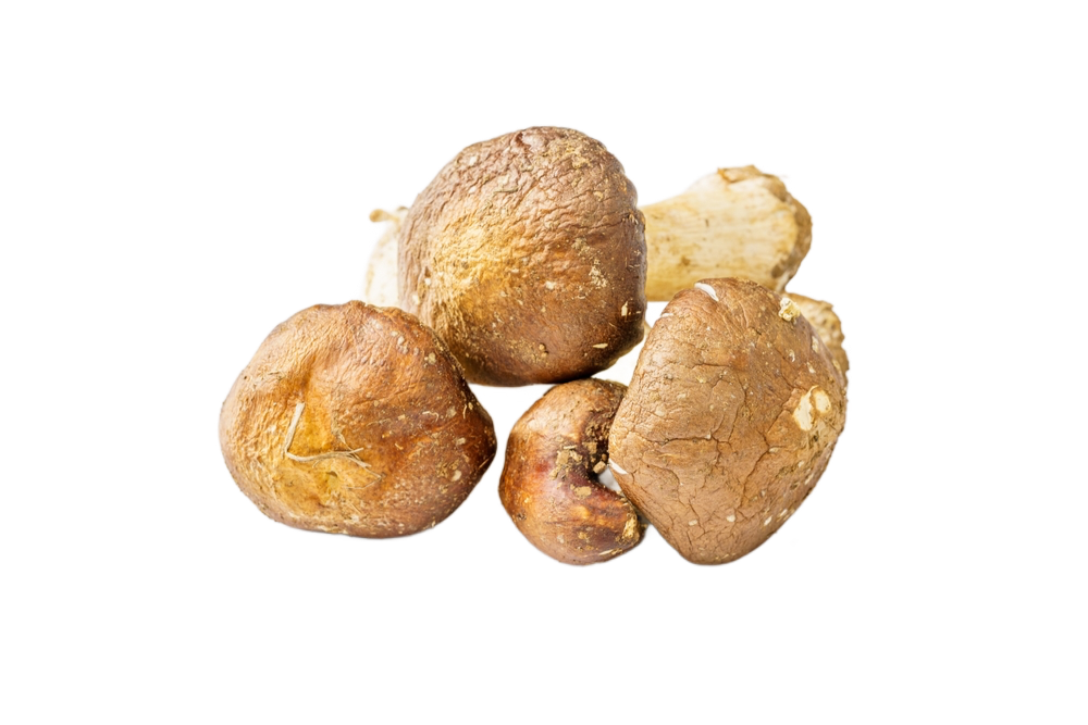 Mandulagomba_agaricus