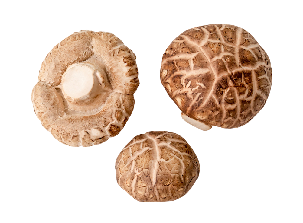 Shiitake gyógygomba