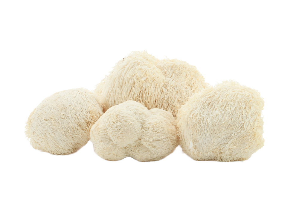 Süngomba_hericium