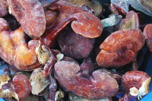 Reishi