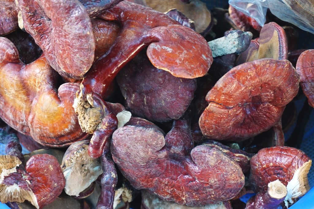 Reishi